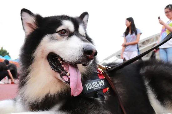 阿拉斯加犬吃什么食物