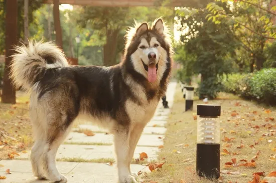 阿拉斯加犬吃什么食物