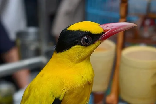 黃鸝鳥吃什么