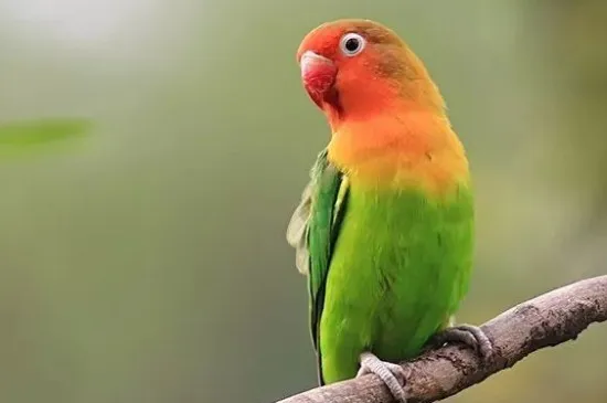 七彩文鳥的飼養與繁殖