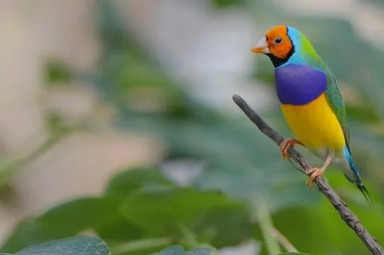 七彩文鳥的飼養與繁殖