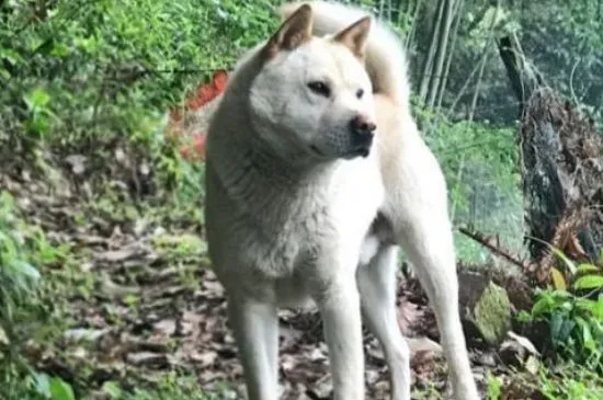 農村狗狗睡外面會冷嗎