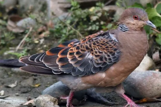 撿到野生斑鳩怎么養(yǎng)