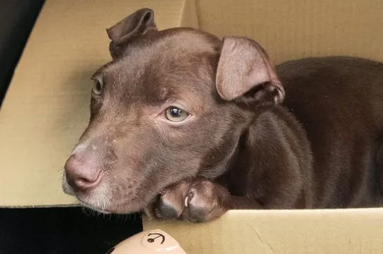 養比特犬違法嗎