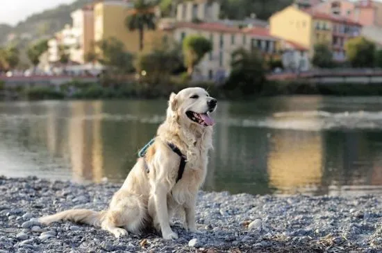 犬窩咳怎么治療