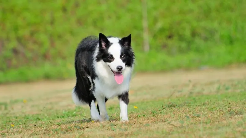 十大聰明犬排名