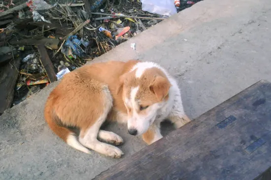 土狗飲食要注意什么