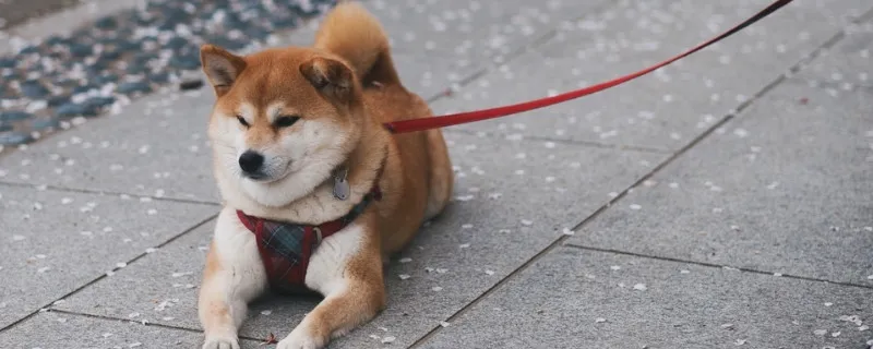 柴犬什么時(shí)候開始聽話