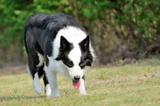 中型短毛犬都有哪些