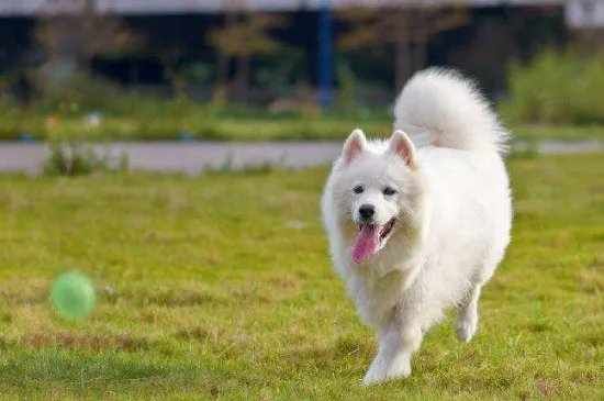 中型短毛犬都有哪些