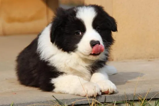 邊境牧羊犬能吃什么水果