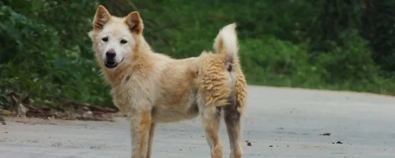 土狗智商相當于幾歲