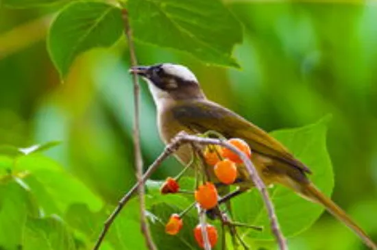 珍珠鳥不想養了能放掉嗎