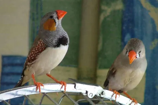 珍珠鳥不想養了能放掉嗎