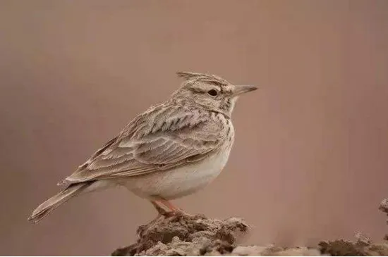 鳳頭百靈一般養幾只