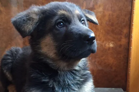 德國牧羊犬幼犬怎么養，四招教你養好德牧幼犬