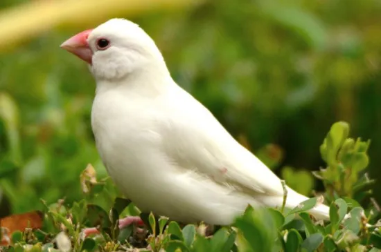 白文鳥怎么看年齡