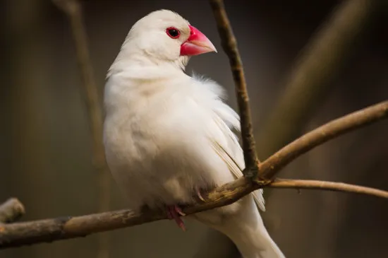 白文鳥怎么看年齡