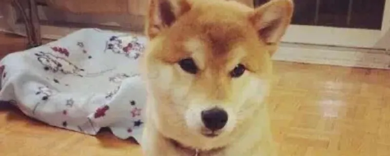 柴犬認主人嗎