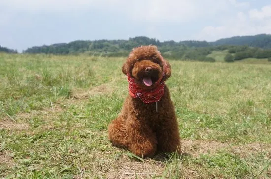 泰迪狗不能吃什么東西