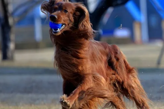 戈登雪達犬多少價位，大概1000-3000元左右一只