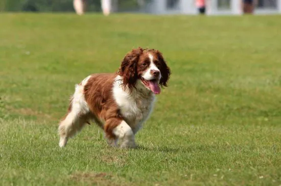 英國跳獵犬優缺點