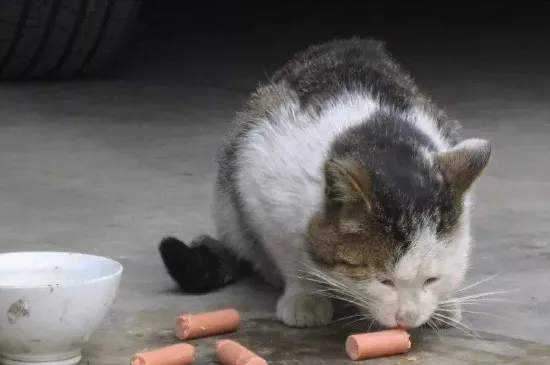 家貓被遺棄的下場，貓被遺棄通常會怎么樣