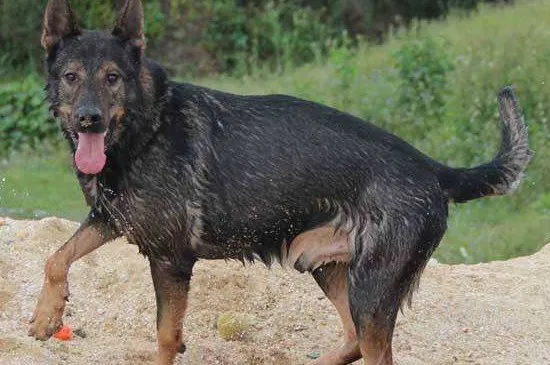 為什么養昆明犬的不多，這4個原因導致養昆明犬的人少