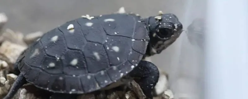 烏龜開食妙招