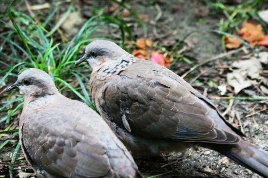 斑鳩公母怎么分