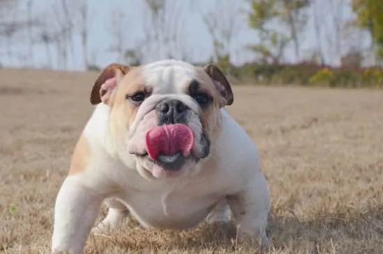 斗牛犬眼睛紅正常嗎