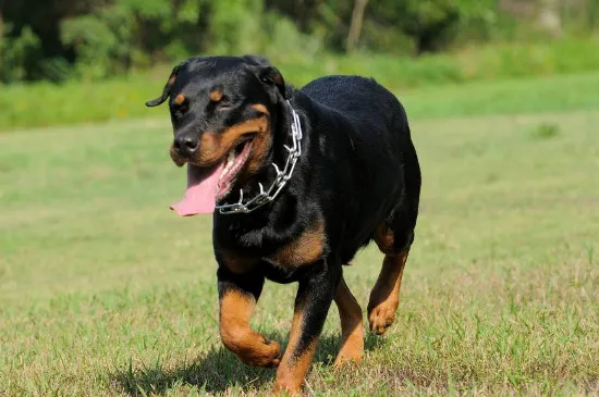 德國防暴犬排名，世界3大防暴犬品種