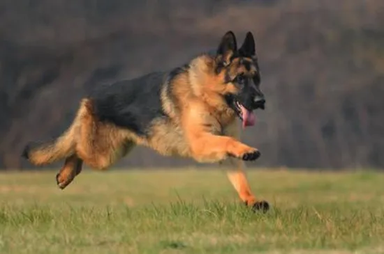 德國防暴犬排名，世界3大防暴犬品種