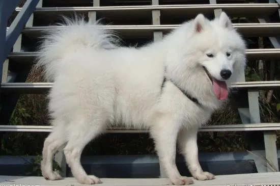 薩摩耶犬飼養方法，合理喂養并定期驅蟲接種疫苗