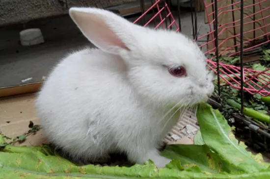 小白兔的生活特性和特點