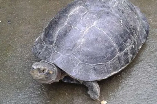 養烏龜的六大禁忌