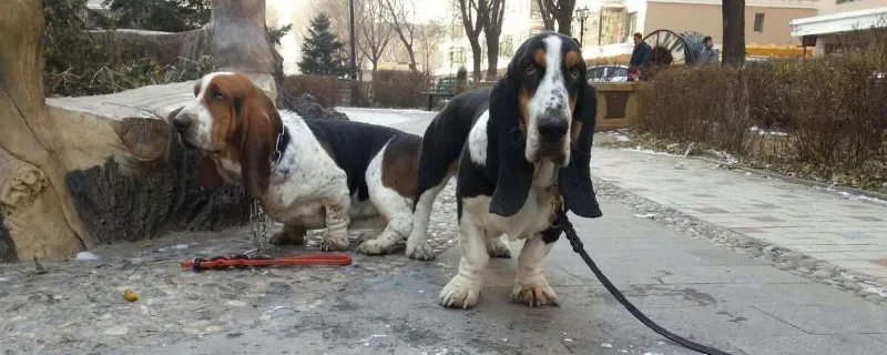 巴吉度犬為什么被禁養