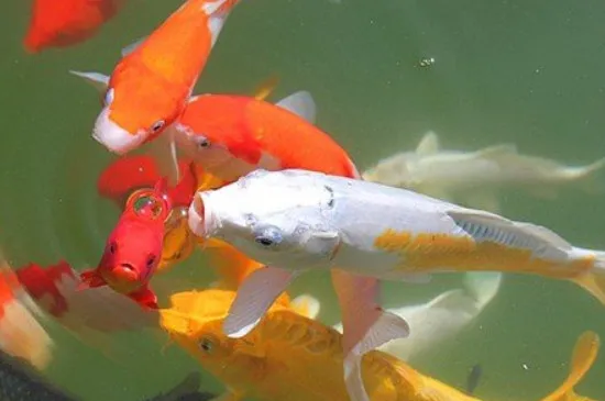 停電了魚缸里的魚沒氧氣怎么辦