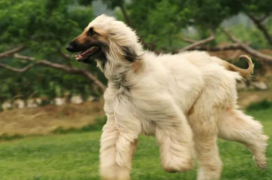 阿富汗獵犬掉毛有多嚴(yán)重