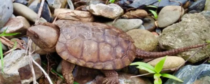 烏龜冬天不吃東西會不會餓死