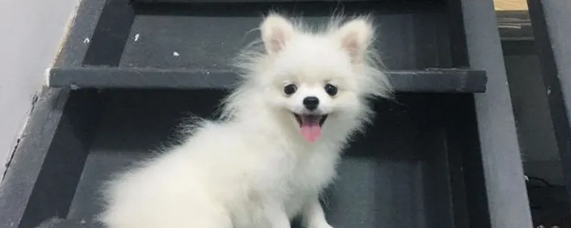 新手如何養博美犬