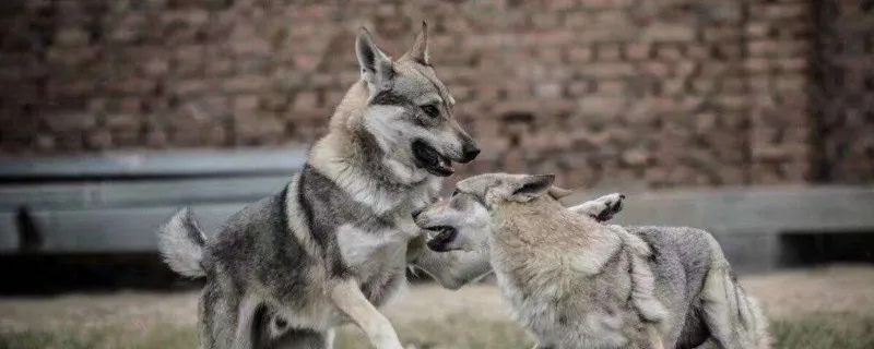 中國準許養捷克狼犬嗎