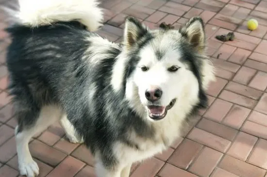 阿拉斯加犬怎么養