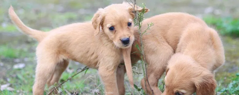 幼犬能喝牛奶嗎