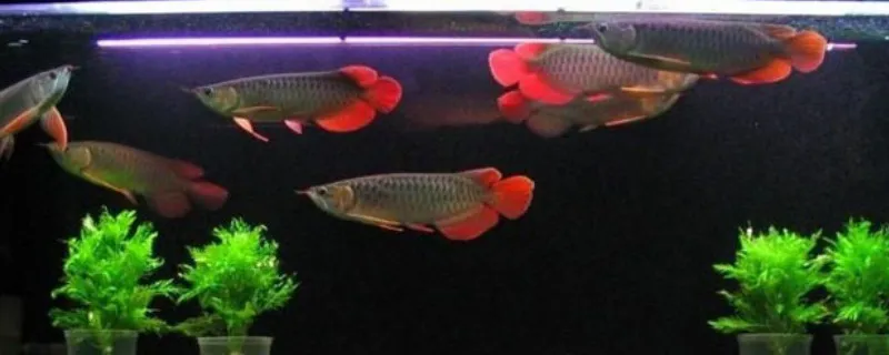 養龍魚水溫32度高不高