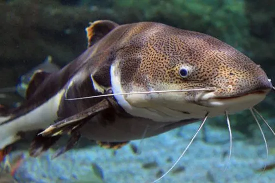 魚缸養魚注意事項