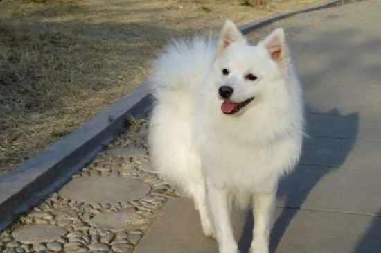 雪狐犬和銀狐犬區別