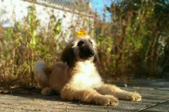 阿富汗獵犬到底有多笨