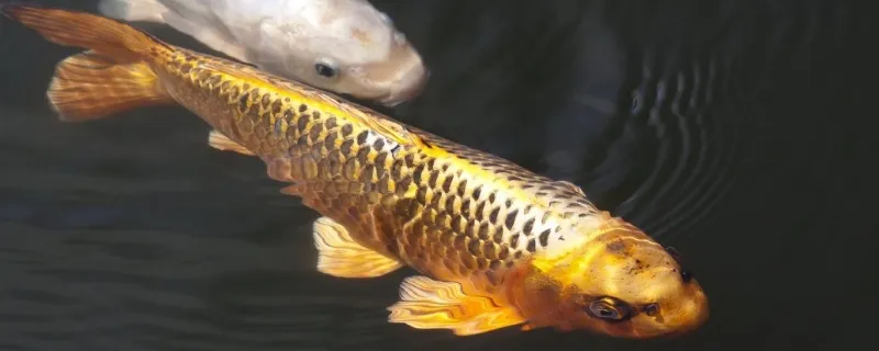 魚缸氧氣太大魚有害處嗎