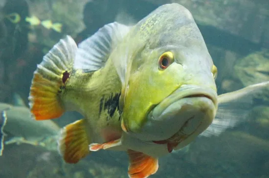 魚缸氧氣太大魚有害處嗎